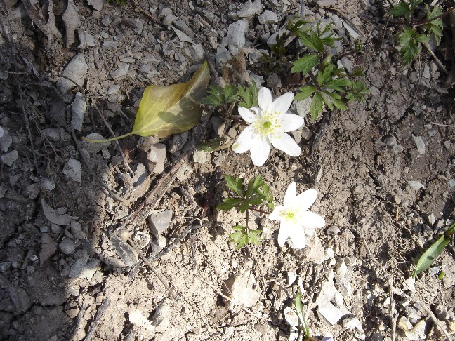 Fiori primaverili